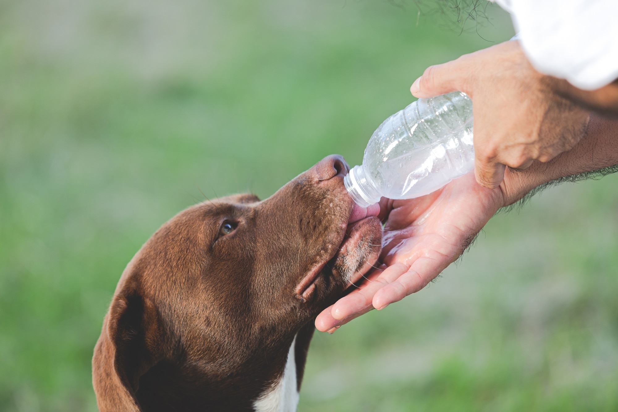 Colpo di calore nei cani: come riconoscerlo e prevenirlo
