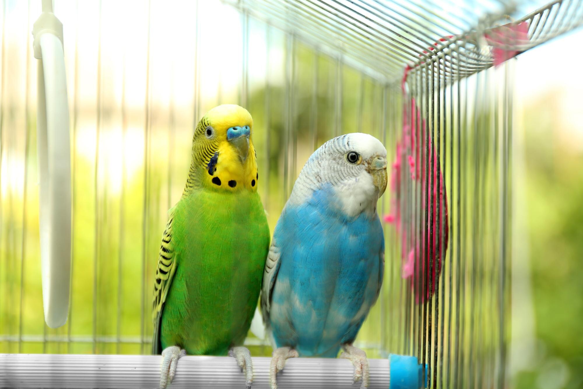 Animali esotici: 5 errori comuni nella gestione domestica