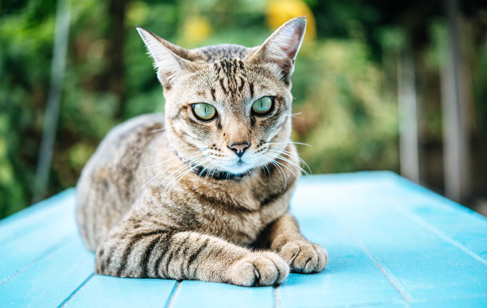 Sterilizzazione del gatto: perché è importante