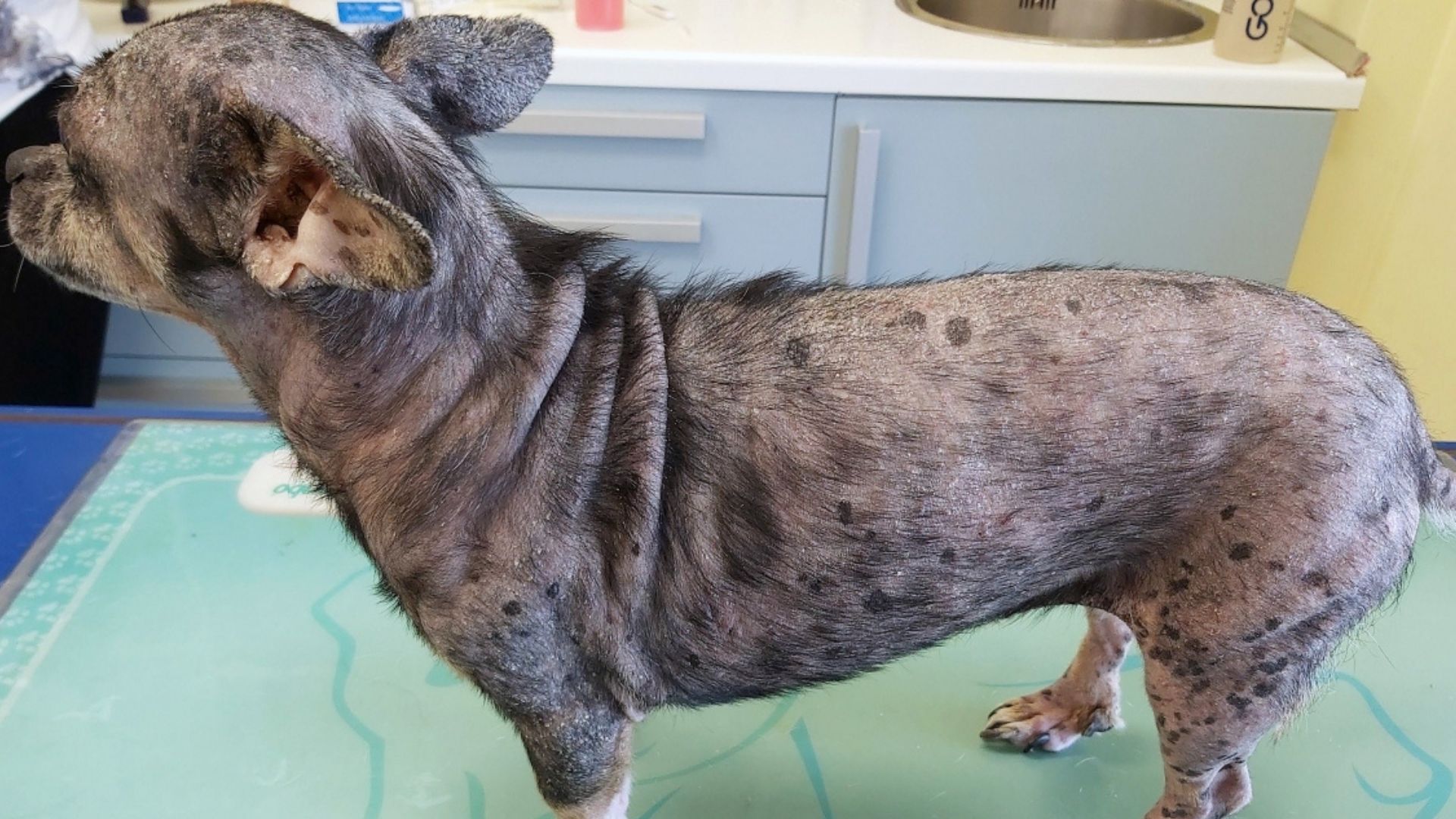 La dermatofitosi (micosi) del cane e del gatto