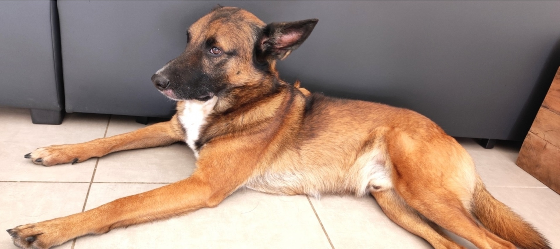 L’insufficienza pancreatica esocrina nel cane: sintomi, diagnosi e terapia