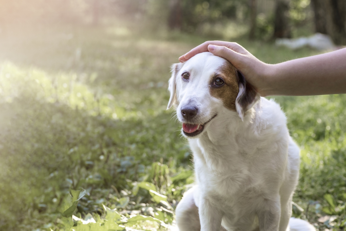 Leishmaniosi canina: come e quando proteggere i nostri cani