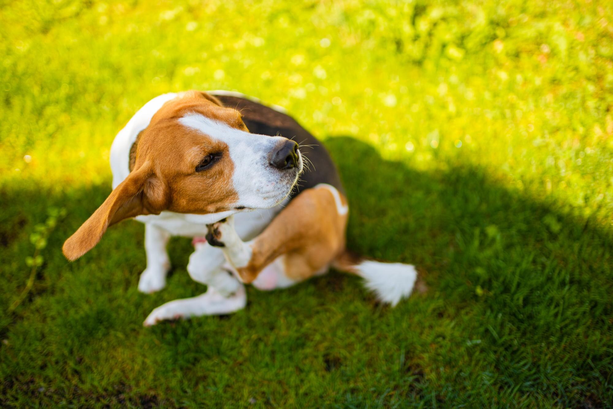 Campagna di prevenzione estiva: proteggi il tuo animale da pulci, zecche e zanzare