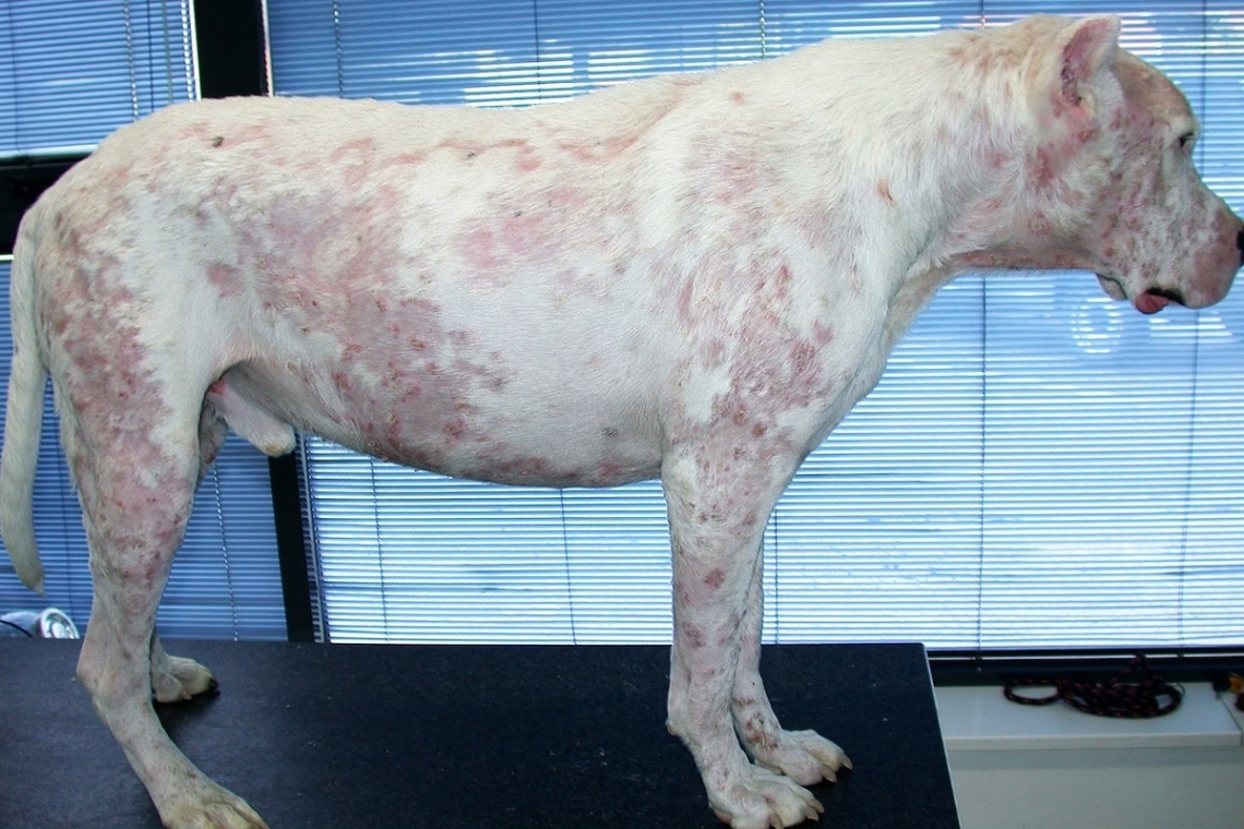 Pemfigo foliaceo nel cane