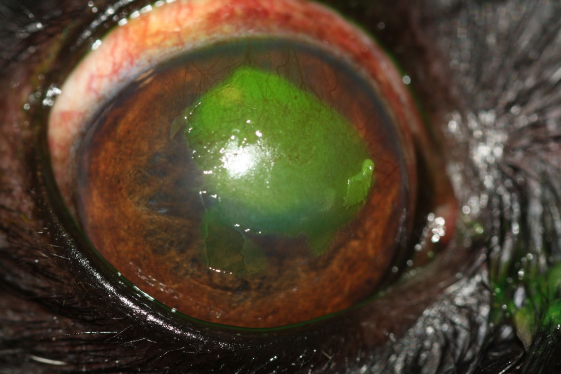 Ulcera corneale indolente: una patologia che colpisce il cane e raramente il gatto