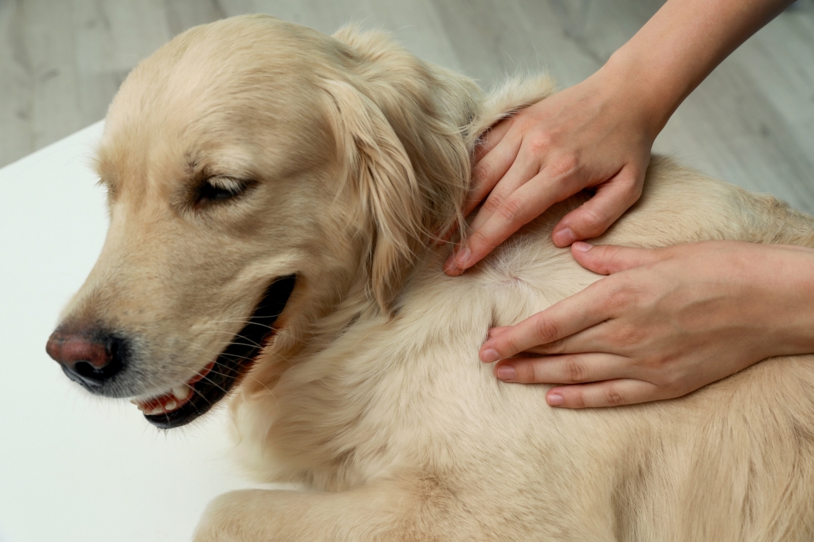 Zecche: come proteggere al meglio i nostri cani e noi stessi e a cosa prestare attenzione