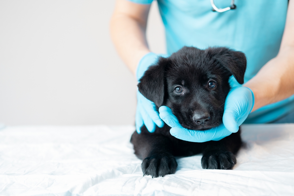 Il criptorchidismo nel cane e nel gatto, cosa è importante sapere