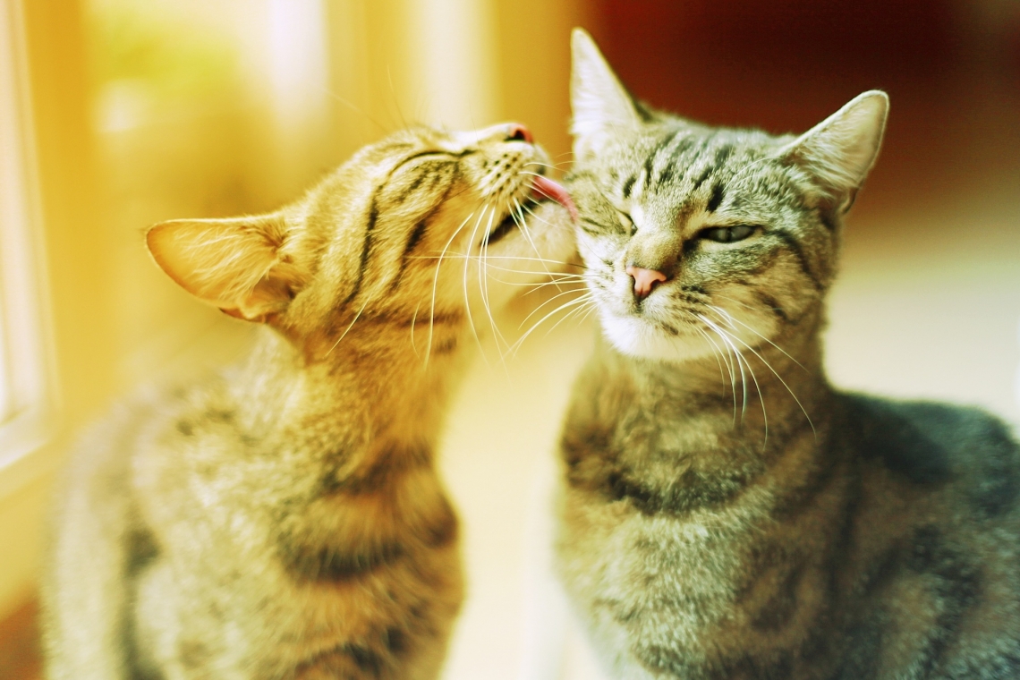 L’importanza dello screening per FIV e FELV