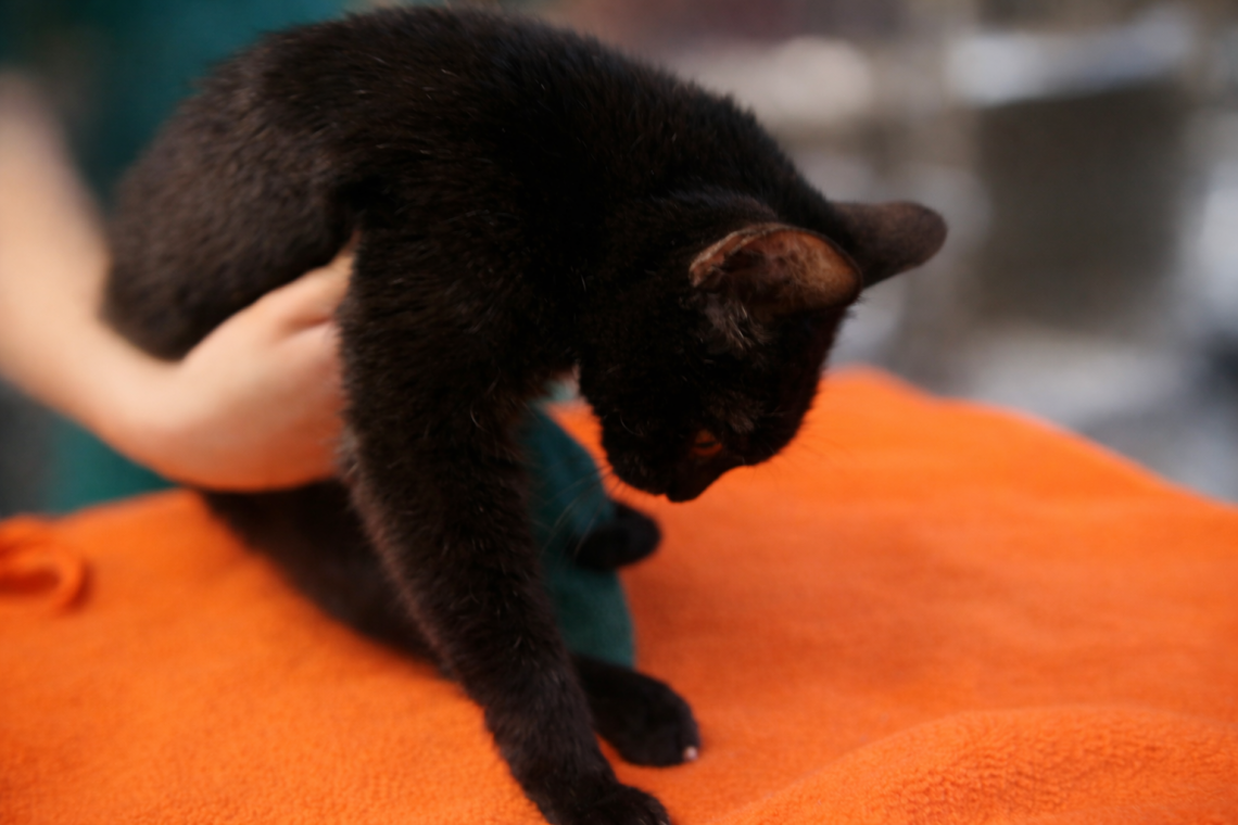 Iperaldosteronismo (Aldosteronoma) nel gatto