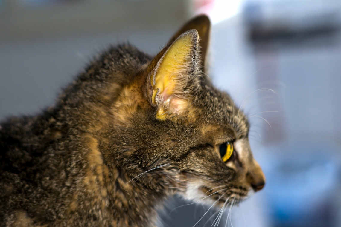 “Il mio gatto è giallo”: cause di ittero nella specie felina