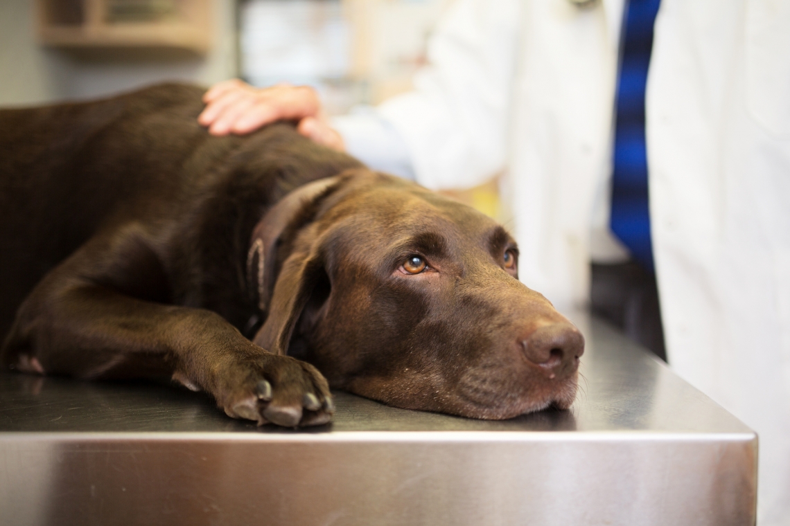 L’importanza dello screening per la Leishmania