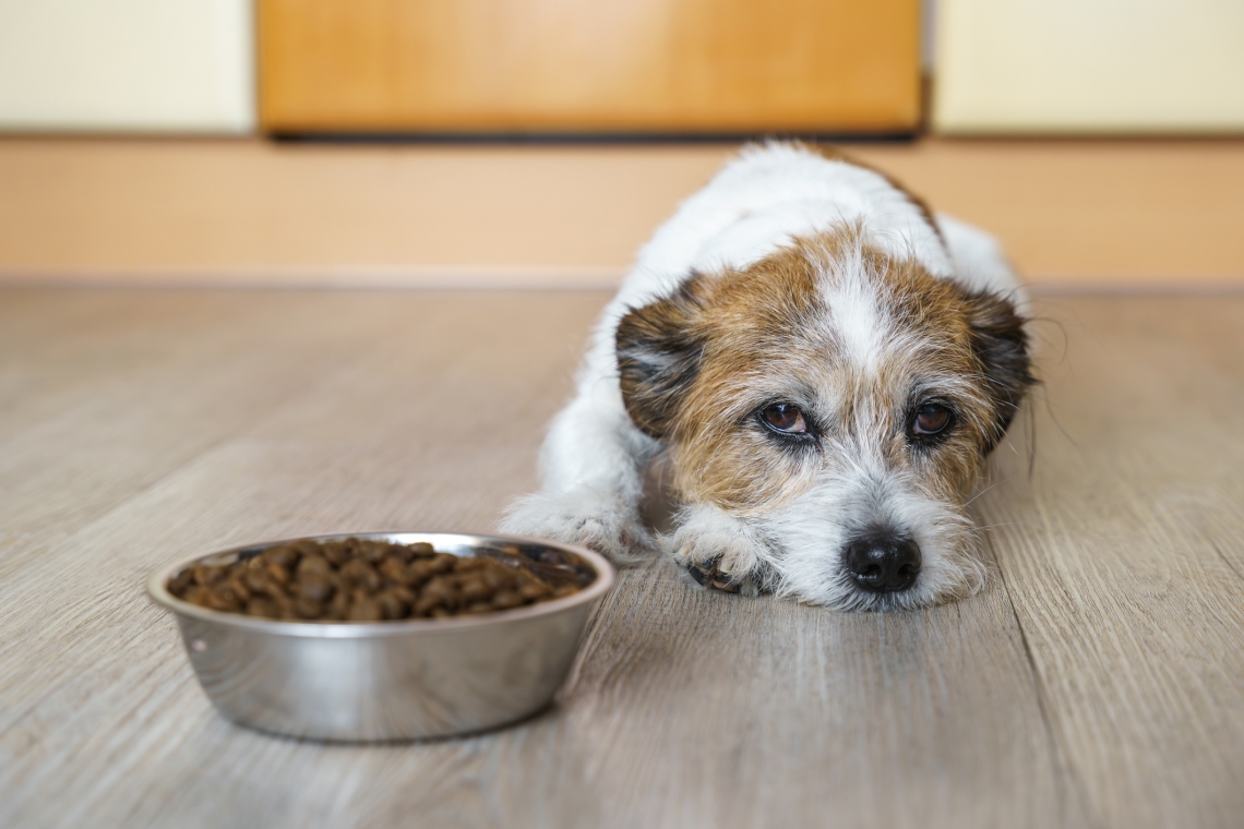 Il mucocele biliare nel cane: una grave patologia della cistifellea