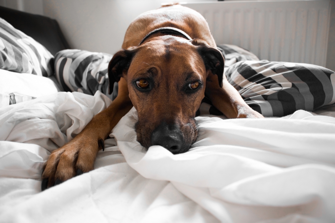 Trattamenti chemioterapici nel cane e nel gatto con neoplasia: precauzioni ed eventuali effetti collaterali