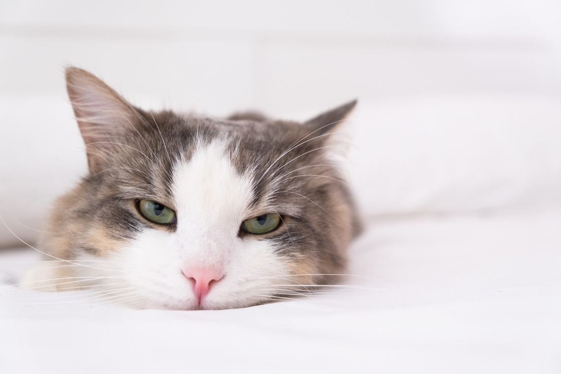 Come riconoscere il dolore nel gatto