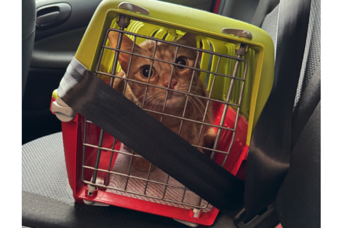 Come portare il tuo gatto dal veterinario senza stress